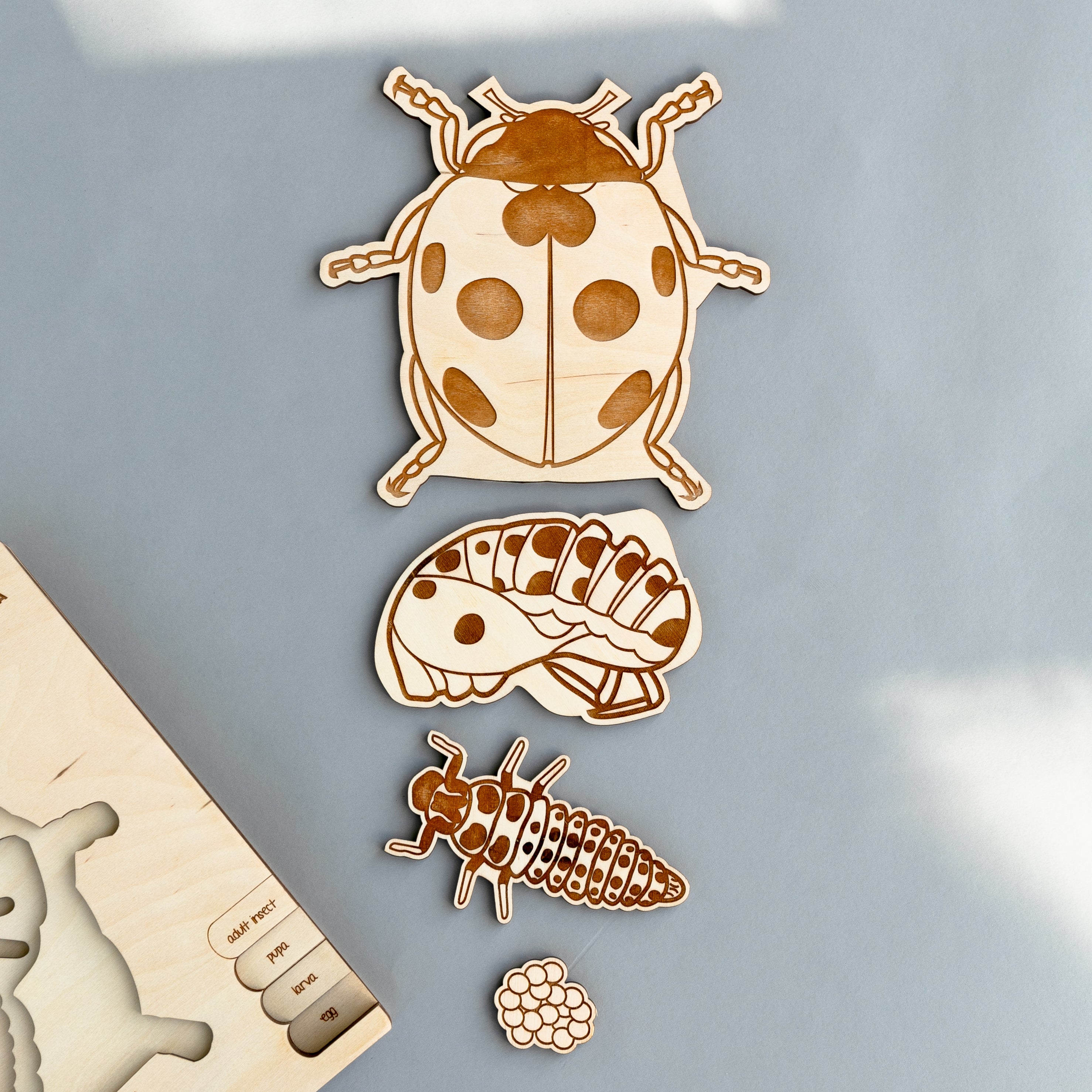 Ladybug Life Cycle Wooden Puzzle