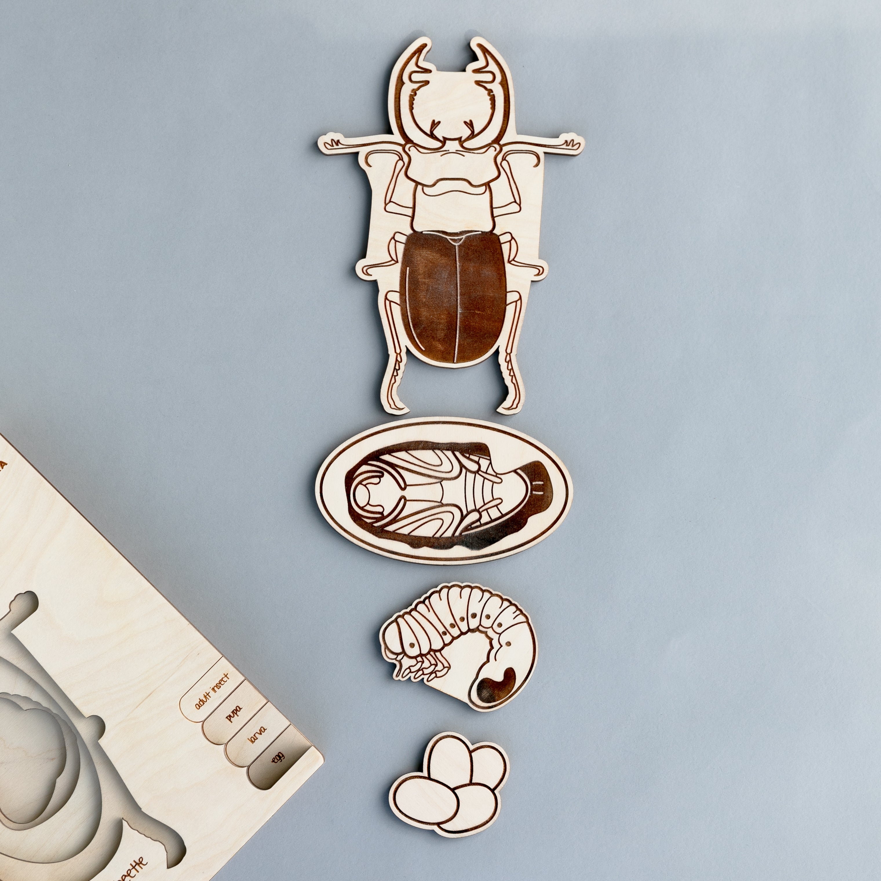 Stag Beetle Life Cycle Wooden Puzzle