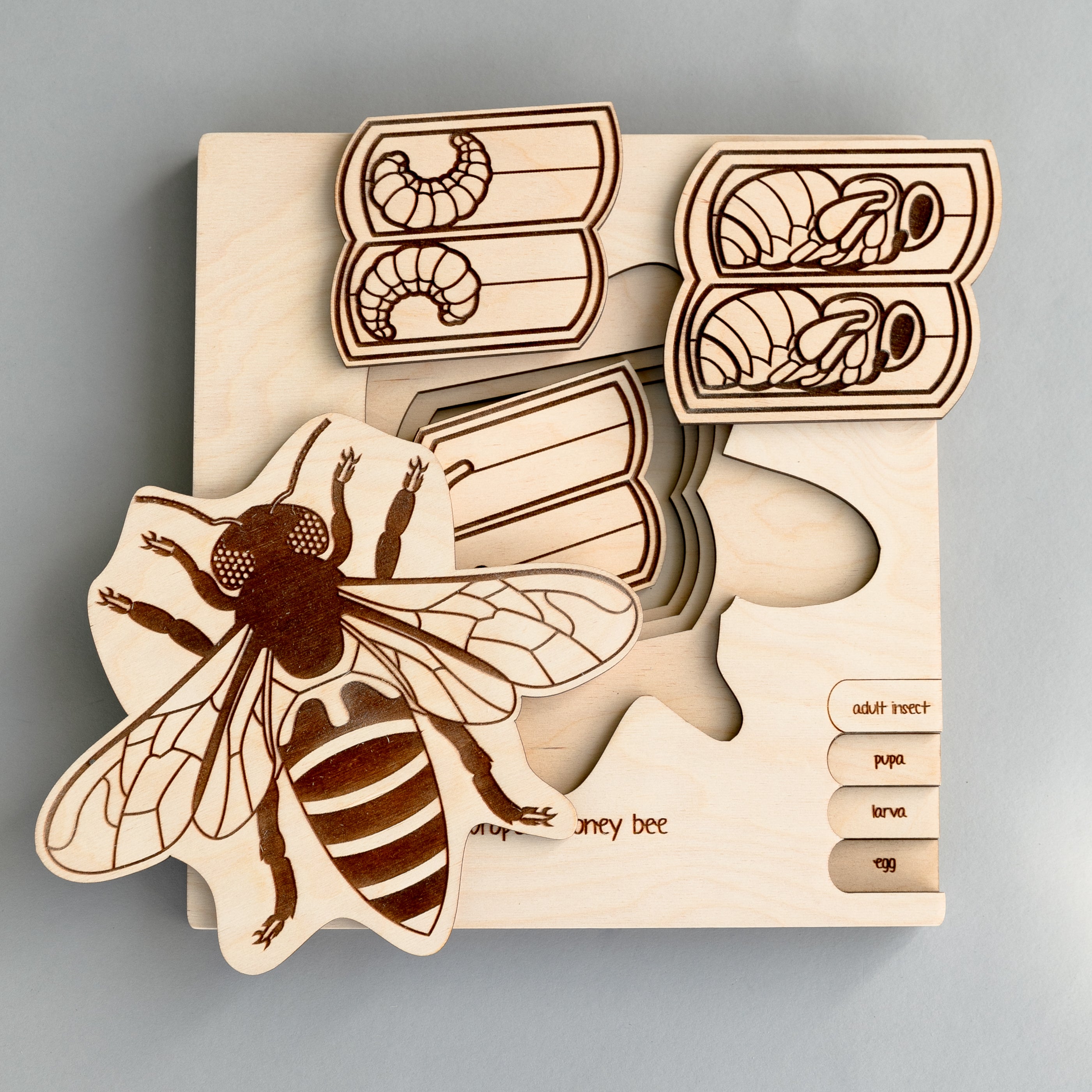 Honey Bee Life Cycle Wooden Puzzle