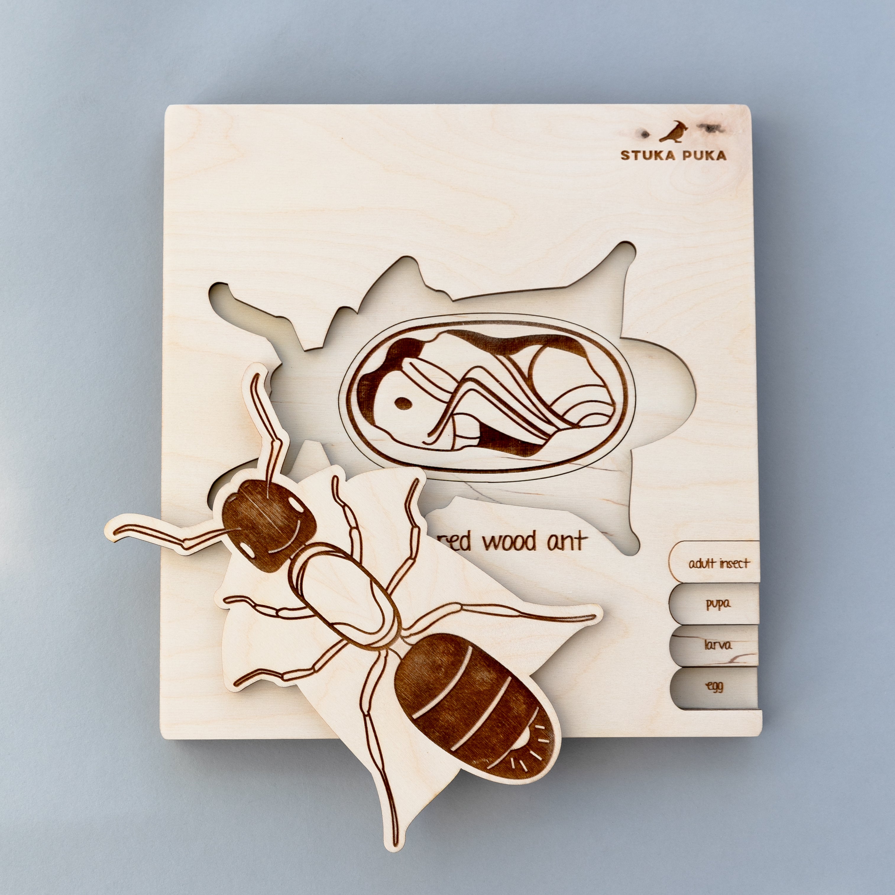 Ant Life Cycle Wooden Puzzle
