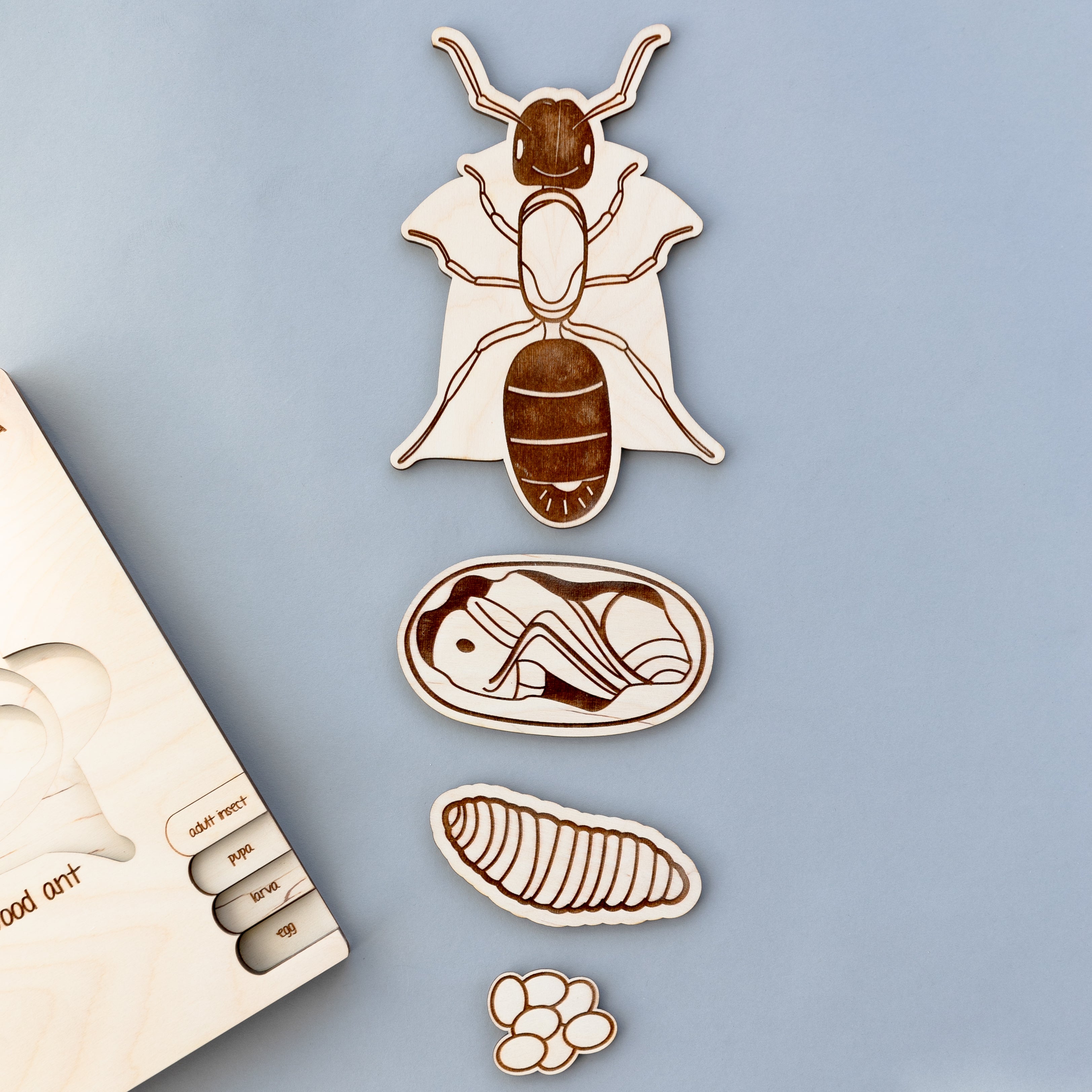 Ant Life Cycle Wooden Puzzle