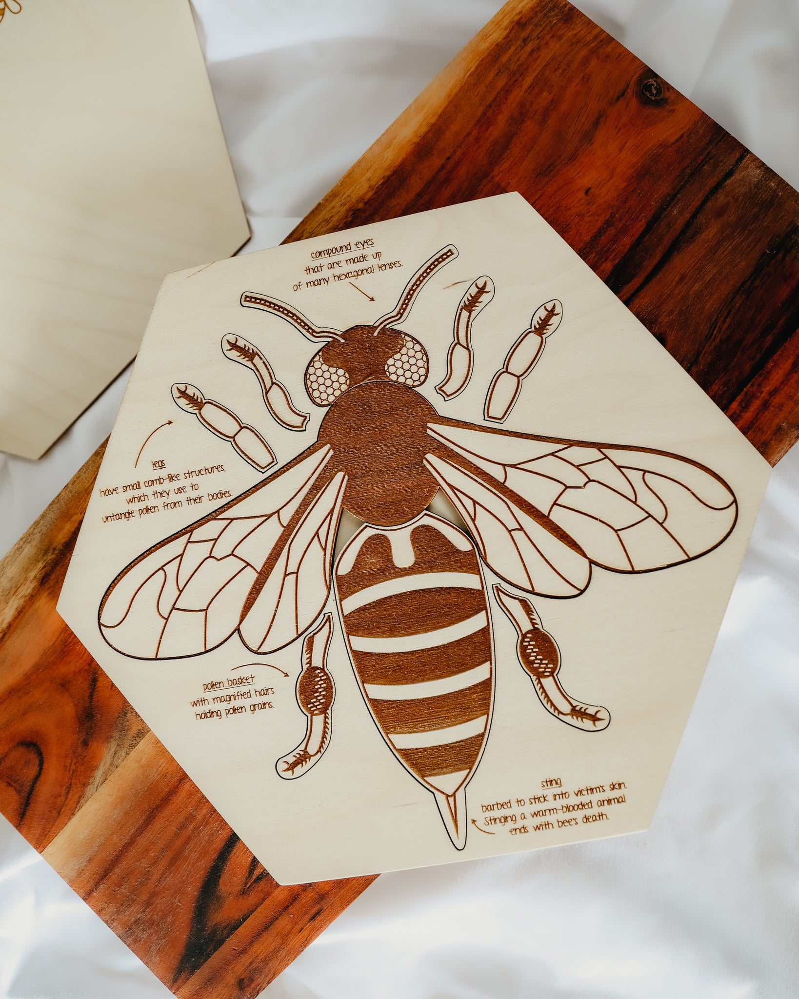Bee Anatomy Wooden Puzzle