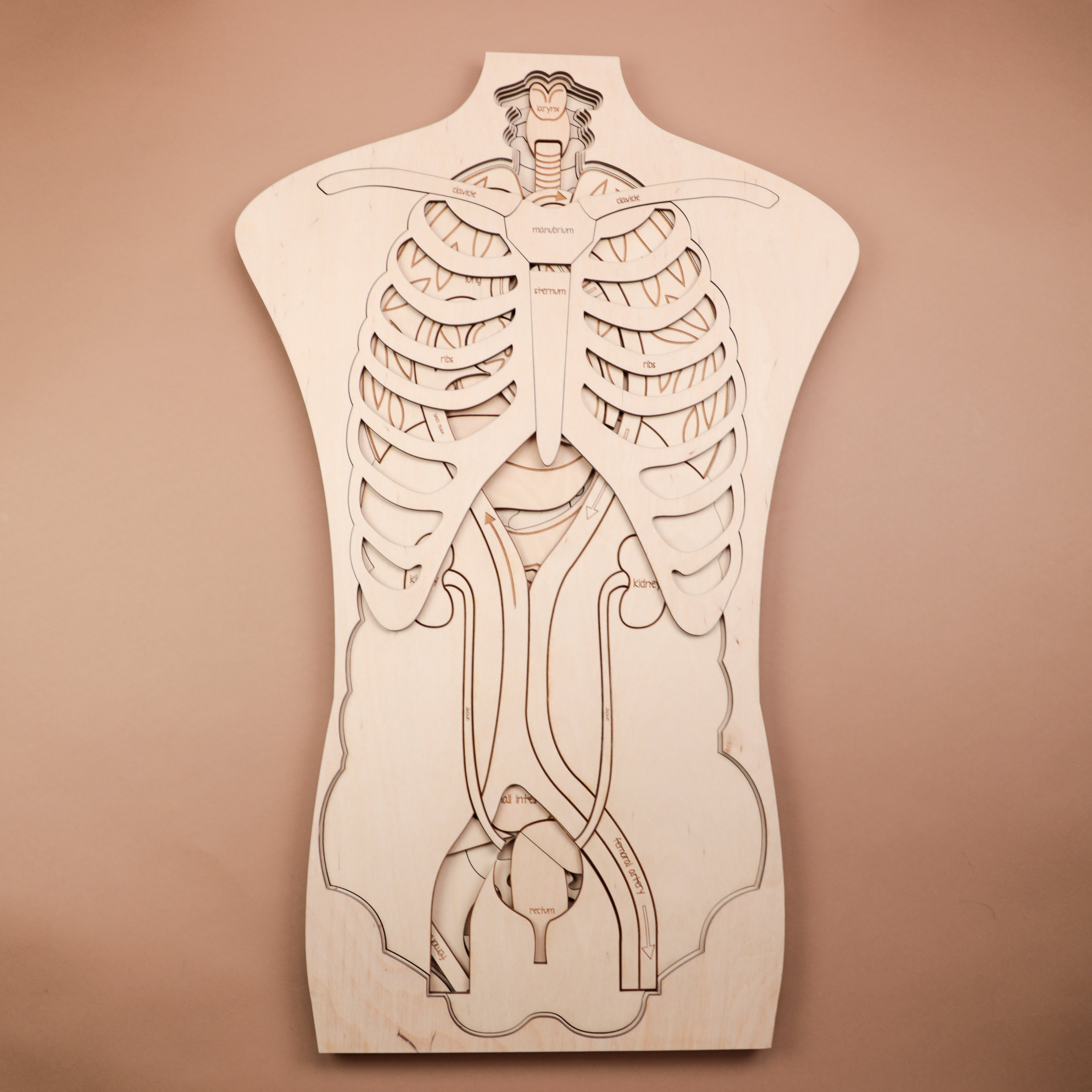 Human Anatomy Wooden Puzzle