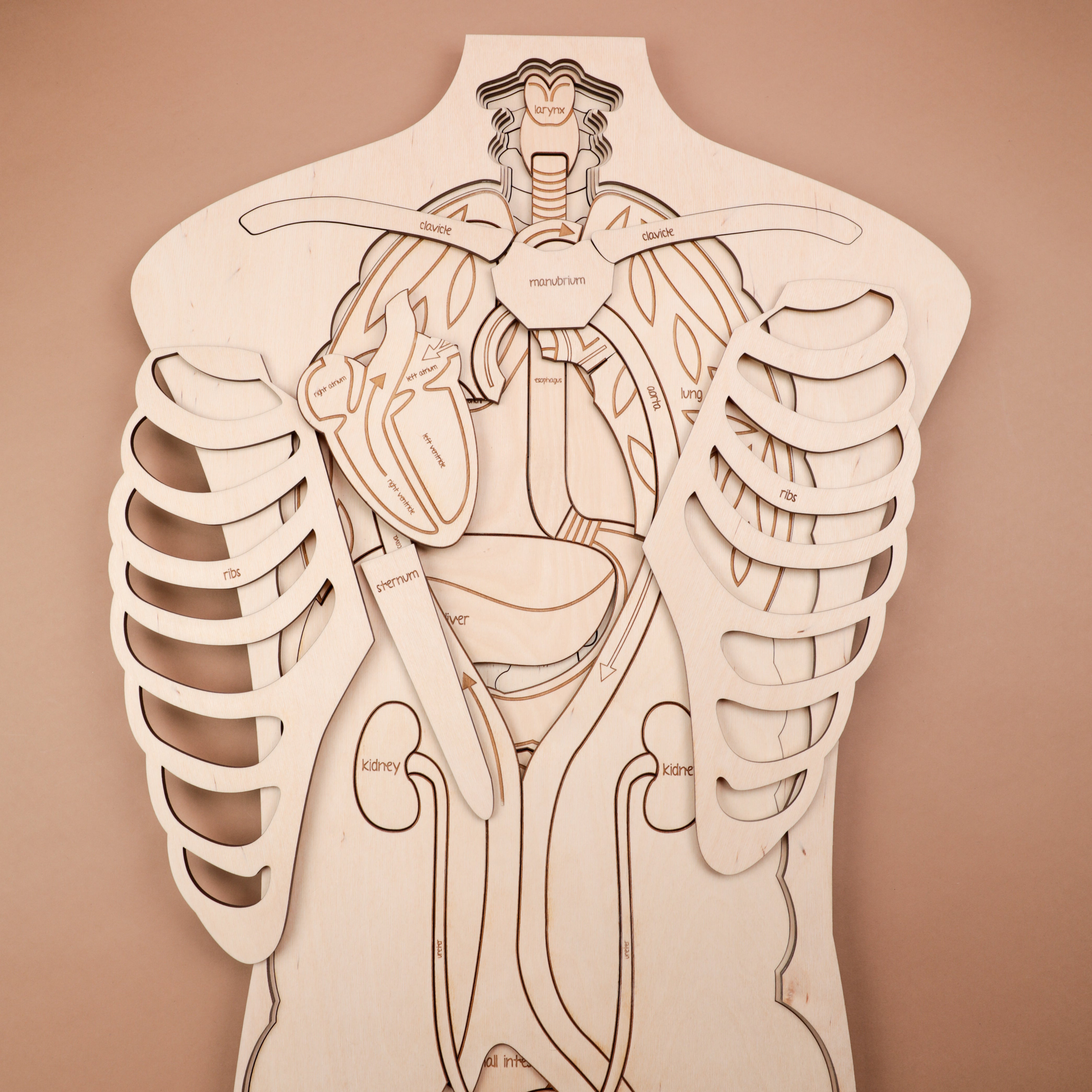 Human Anatomy Wooden Puzzle