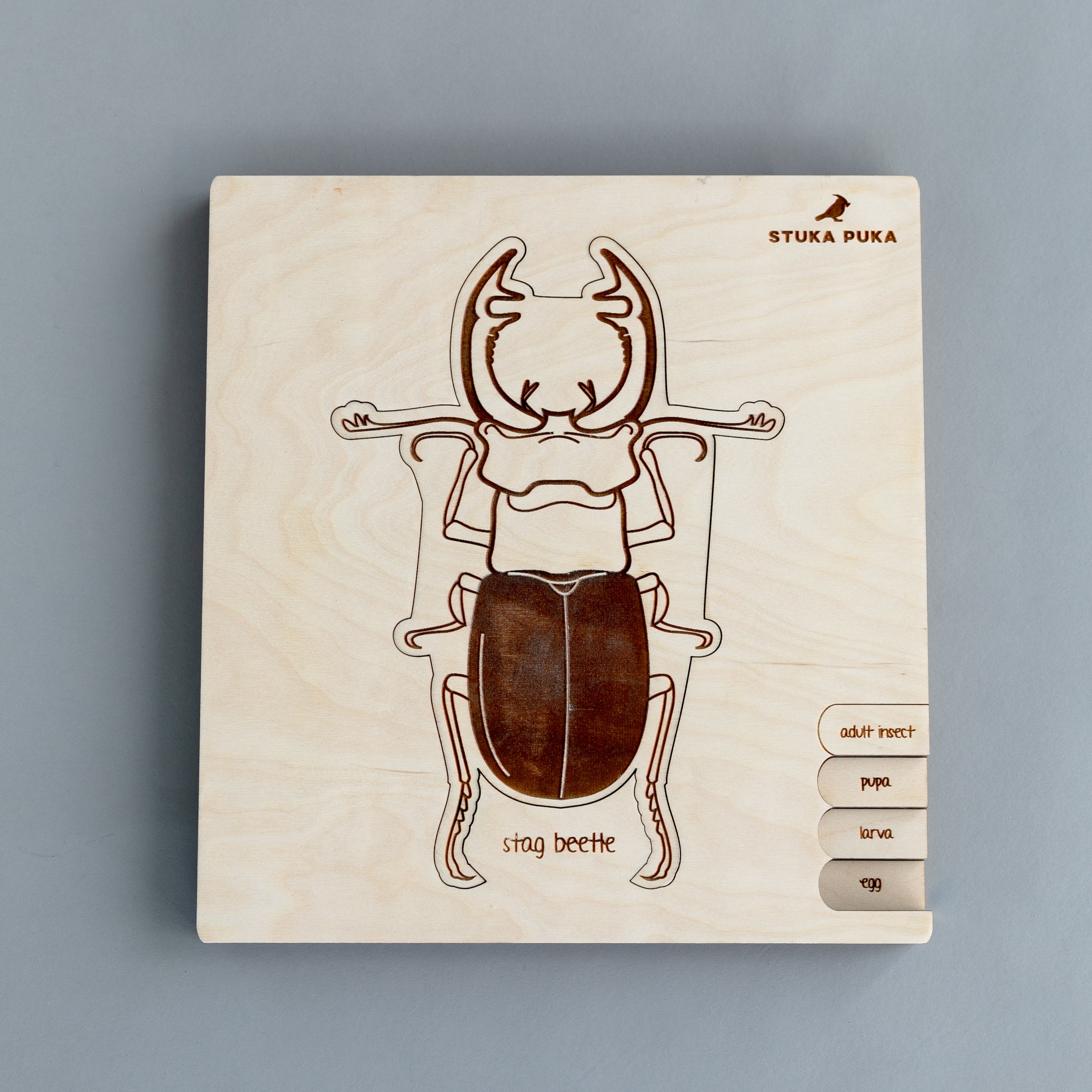 Stag Beetle Life Cycle Wooden Puzzle