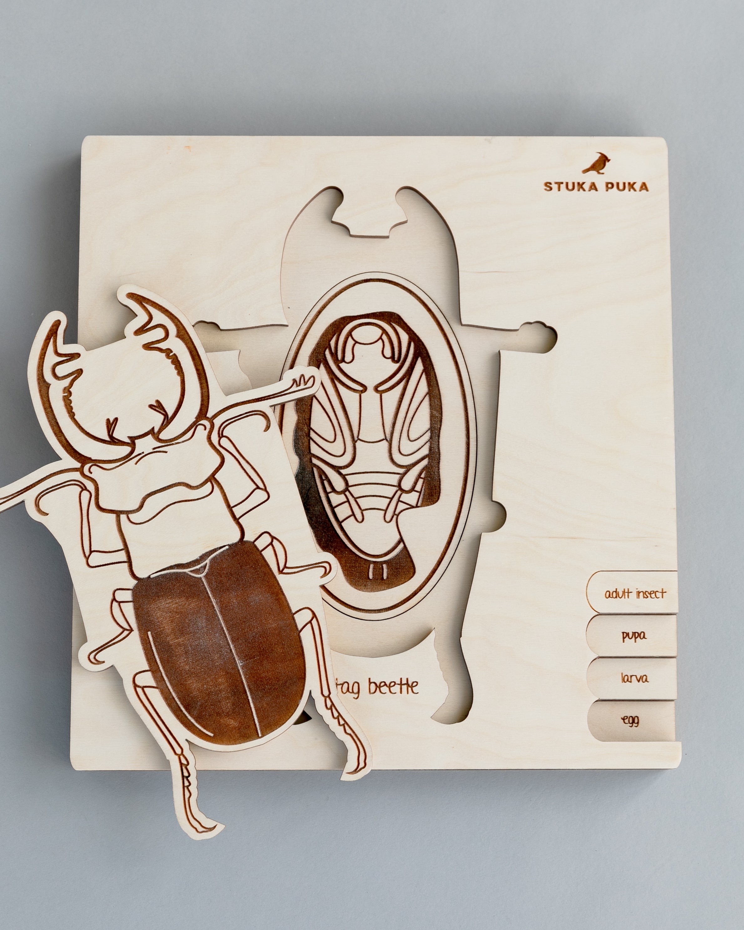 Stag Beetle Life Cycle Wooden Puzzle
