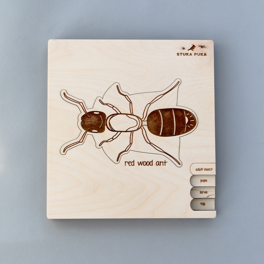 Ant Life Cycle Wooden Puzzle