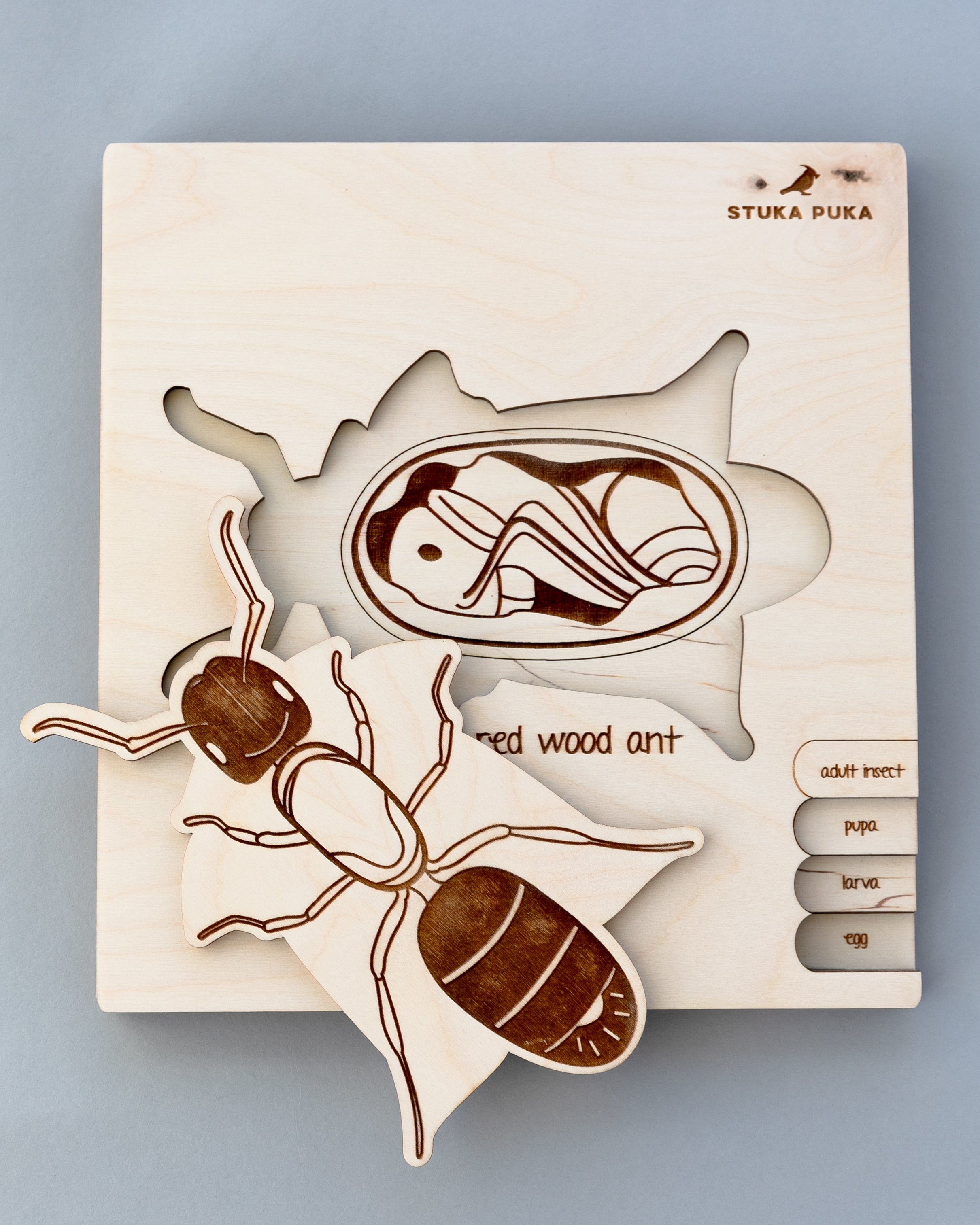Ant Life Cycle Wooden Puzzle
