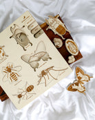 Bug Life Cycle Wooden Puzzle
