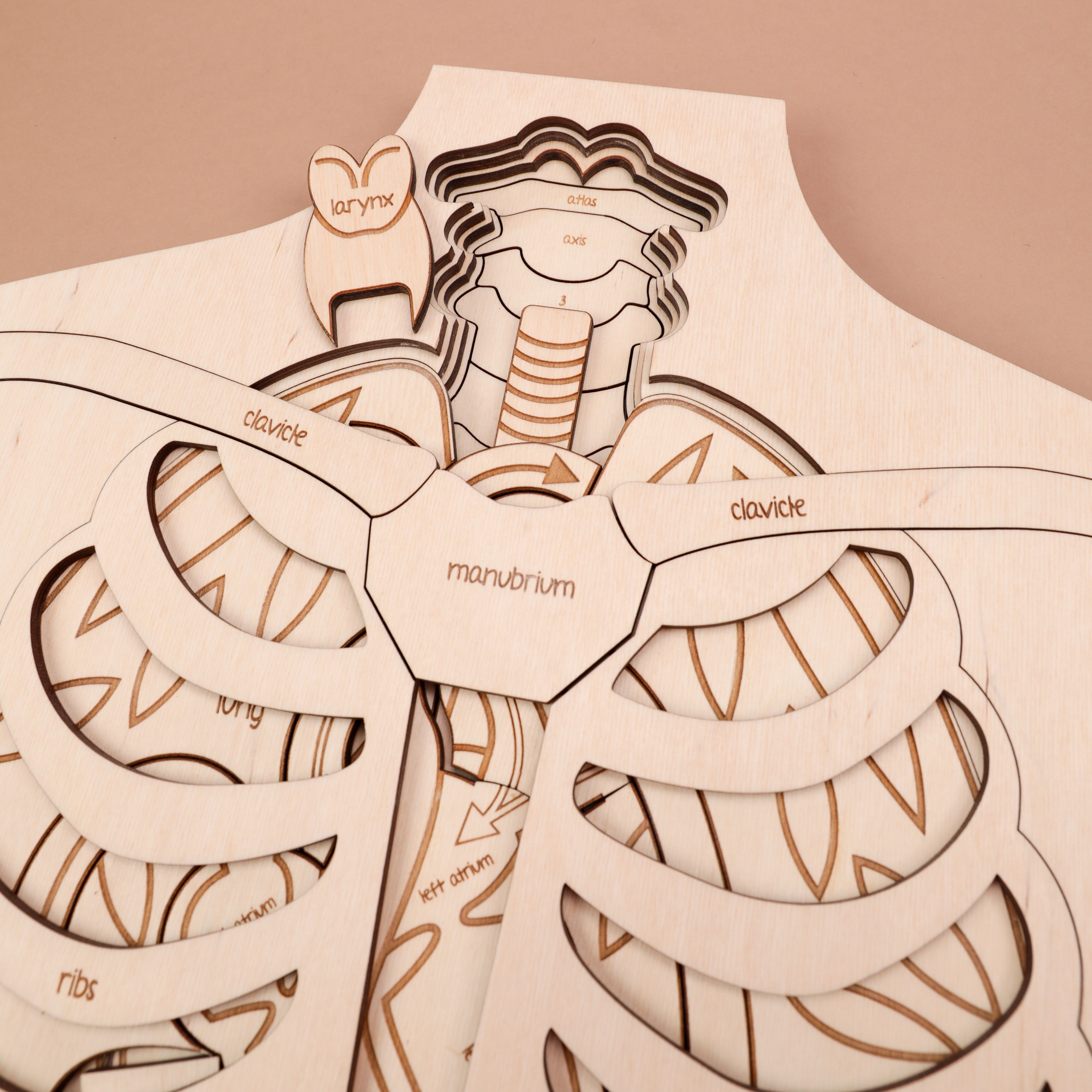 Human Anatomy Wooden Puzzle