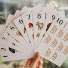 Nature's 123 Flashcards